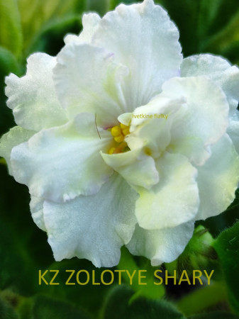 223. KZ ZOLOTYE SHARY
